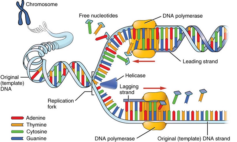 CGF cung cap acid nucleic