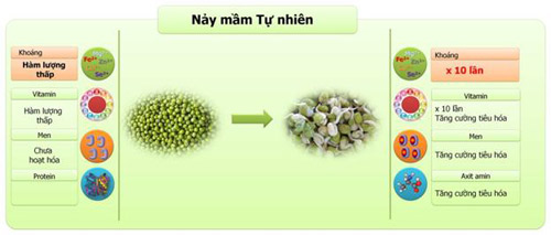 Nảy mầm tự nhiên