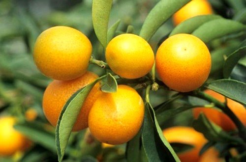 trai-quat-jpg-1359562184_500x0